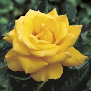 Henry_Fonda_Rose_51d215334c0b9.jpg