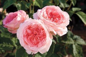 Liv_Tyler_Rose___4e63f04fdd6bd.jpg