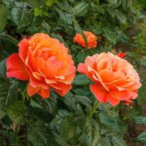 roseflLivinEasy_3001.jpg