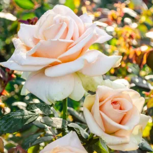 rosemarilynmonroe3.jpg