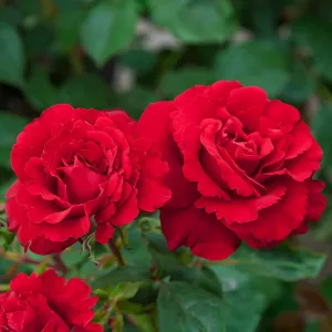 Oh_My__Rose_51d2131eb217f.jpg