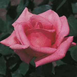 tn_pinkpeace.jpg