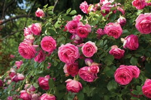Pretty_in_Pink_Eden