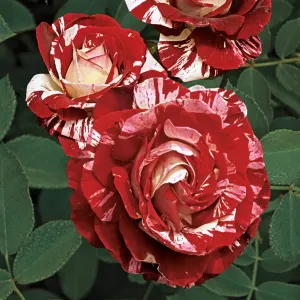 Rock___Roll_Rose_4e63f14e67841.jpg