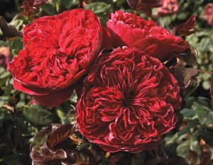 Rouge_Royale_Ros_4e63f0afa7ce7.jpg
