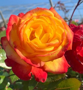 SUNBELT®-Garden-Flame