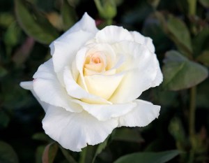 rosesecretsout1.jpg