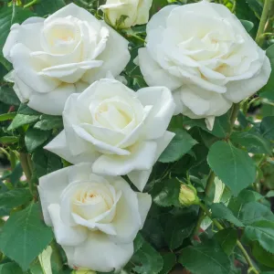 Sugar_Moon_Rose_4e63f16a55732.jpg