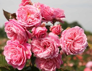 Summer_Romance