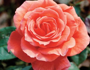 rosetropicana1.jpg