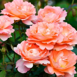 tn_westerland_rose.jpg