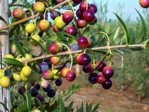 Arbequina_Olive_51f15b4676c56.jpg
