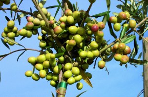 Arbosana_Olive_51f15b6977fe1.jpg