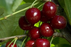 Bing_Cherry___Se_4f42e3a257e32.jpg