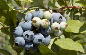 blueberrybluecrop2.jpg