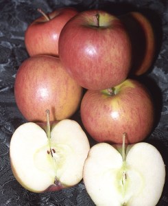tn_braeburn.jpg