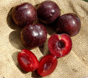 Burgundy_Plum____502d3dfb81226.jpg