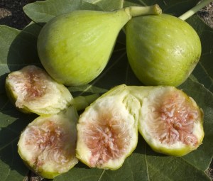 figconadria2.jpg