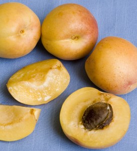 apriumcotn1.jpg