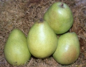 peardanjou2.jpg