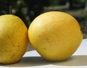 pearflordahome1.jpg