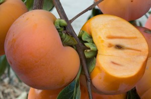 tn_giantfuyu.jpg