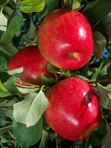 honeycrisp3.jpg