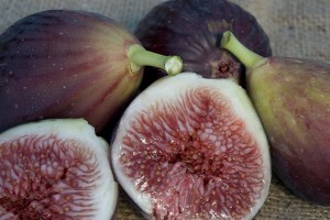 figbrownturkey3.jpg