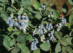 Jubilee_Blueberr_4f4d30d9e2c84.jpg