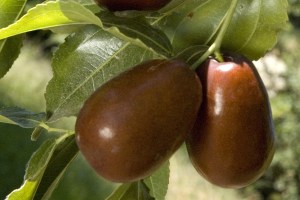 jujube.gif