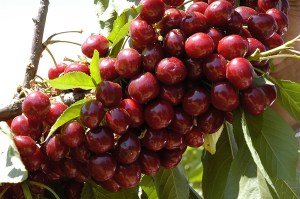 Lapins_Cherry____50241a28e6451.jpg