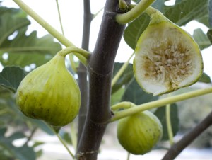 figlatturula.jpg