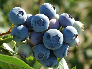 blueberrylegacy2.jpg