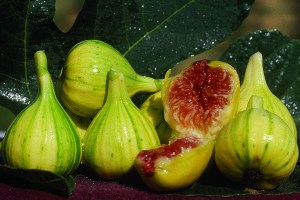 figpanache3.jpg