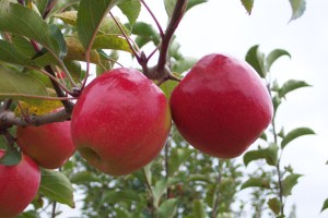 Pink_Lady_Miniat_4e63b6e325f46.jpg