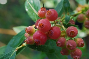 Pink_Lemonade_Bl_4e6113187568d.jpg