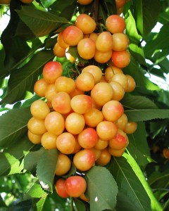 Rainier_Cherry___4f42ea413fe37.jpg