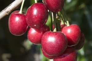 Royal_Lee_Cherry_4e63e5140018a.jpg