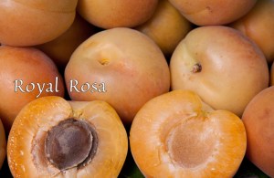 royal_rosa3.jpg