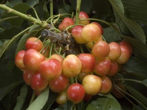 Royal_Rainier_Ch_4f42e637de158.jpg