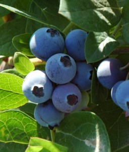 blueberrysharpblue2.jpg