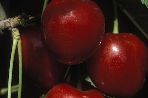 Stella_Cherry____4f42eb3c3033f.jpg