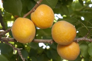 summer-delight-aprium
