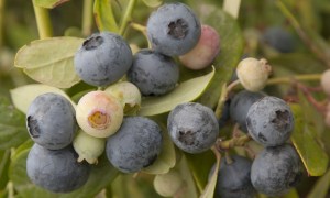 blueberrysunshinemn2.jpg