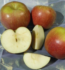 stayman_winesap3.jpg
