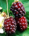 tn_boysenberry.jpg