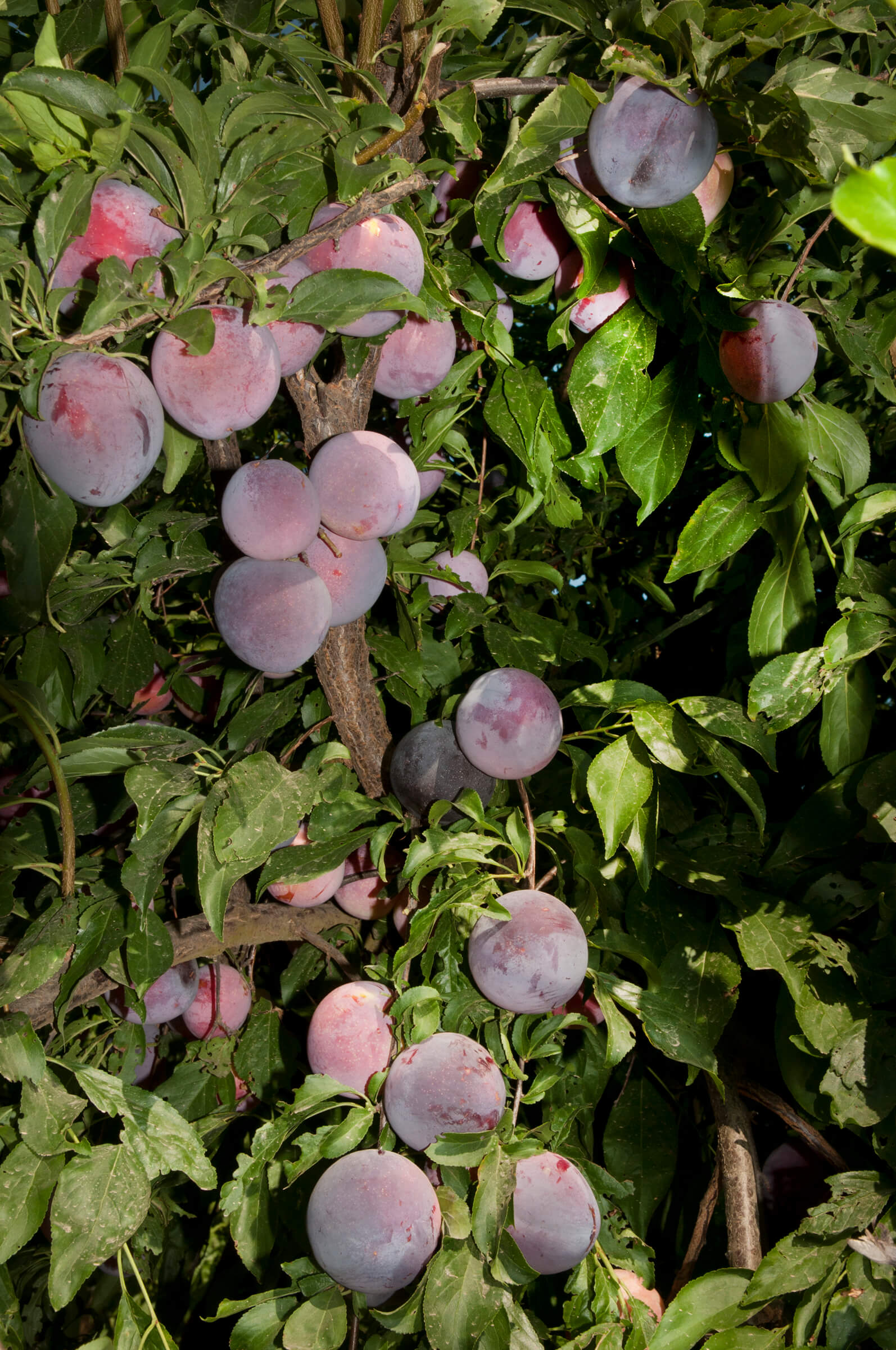 weep_snta_rosa_sm.jpg